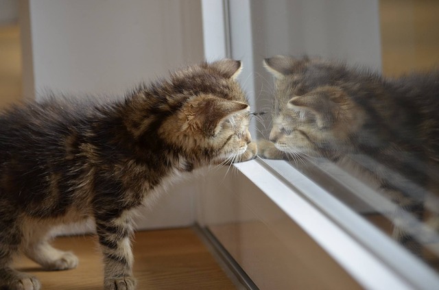 Katze vor Fensterscheibe