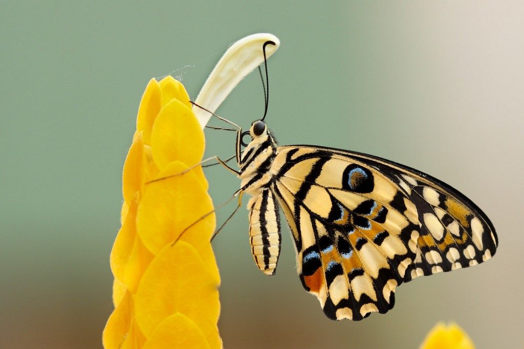 Schmetterling an einer Blüte