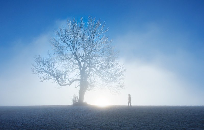 Baum im Nebel